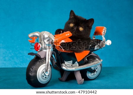 Cute Exotic kitten with orange toy motorbike on blue background