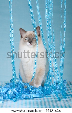 Ragdoll cat walking through blue ribbons