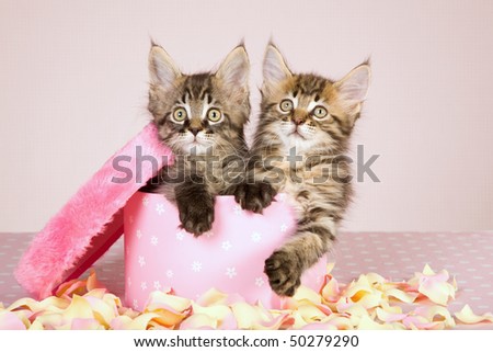 Mother Day gift Maine Coon kittens in round pink box with petals
