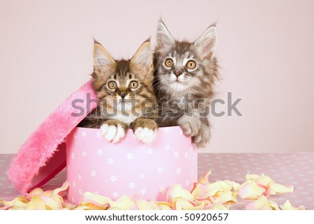 Mother Day gift Maine Coon kittens in round pink box with petals