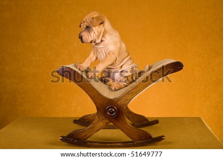 Cute Sharpei puppy sitting on rocking foot stool on gold background
