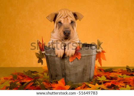 Cute Sharpei puppy sitting inside wooden barrel vat with autumn fall leaves