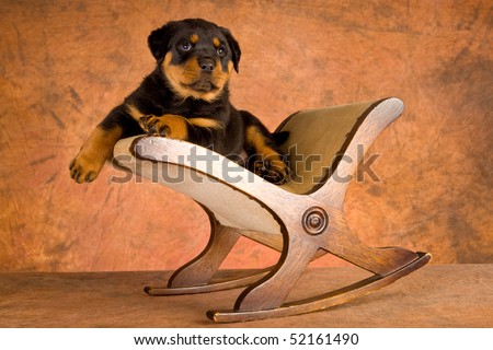 Cute Rottweiler puppy on foot stool, on mottled brown background