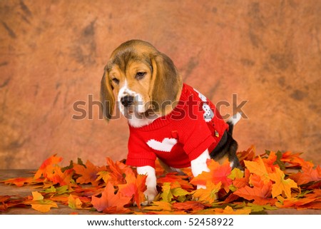 Cute Beagle puppy with red jersey and autumn fall leaves