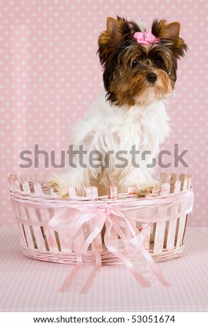 Pretty Biewer puppy inside pink and white basket on pink background