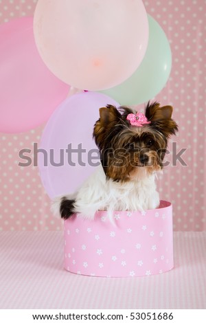 Pretty Biewer puppy in pink gift box and party balloons on pink background