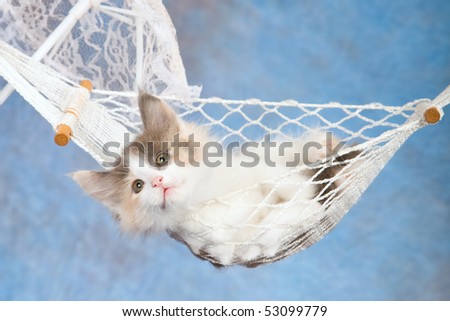 Cute Norwegian Forest Cat kitten lying in mini white hammock with lace umbrella, on blue background