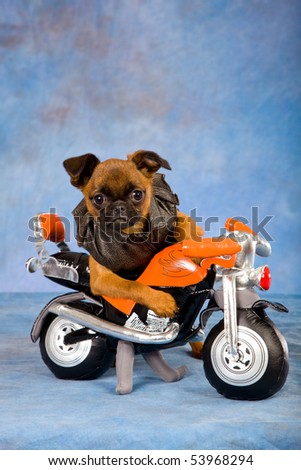 Cute Griffon puppy with soft toy motorbike, on blue mottled background