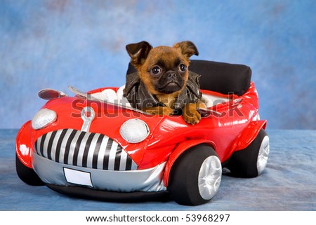 Cute Griffon puppy with soft toy car, on blue mottled background