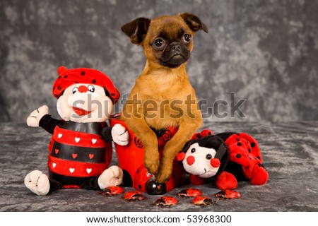Cute Griffon puppy with ladybird soft toys on charcoal mottled background