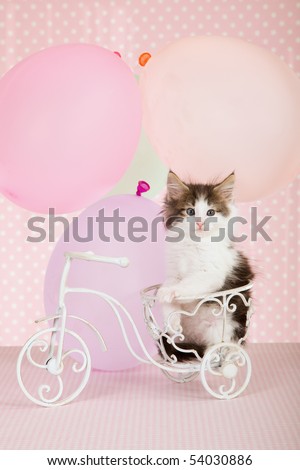 Norwegian Forest Cat kitten with balloons and mini bicycle on pink background