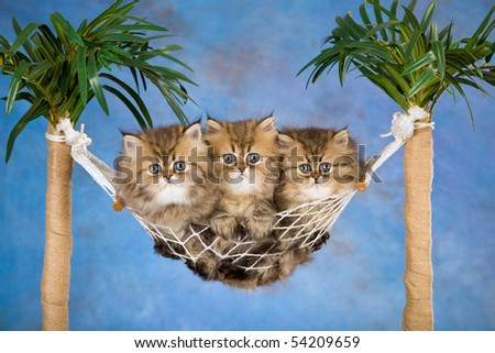 3 Golden Chinchilla Persian kittens in mini hammock, on blue background