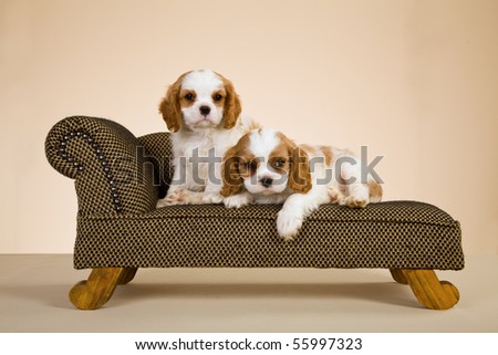 2 Blenheim Cavalier King Charles Spaniel puppies on mini sofa chaise