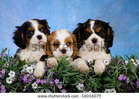 3 Cavalier King Charles Spaniel puppies sitting behind lavender flowers