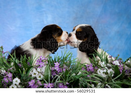 2 Cute Cavalier King Charles Spaniel puppies kissing