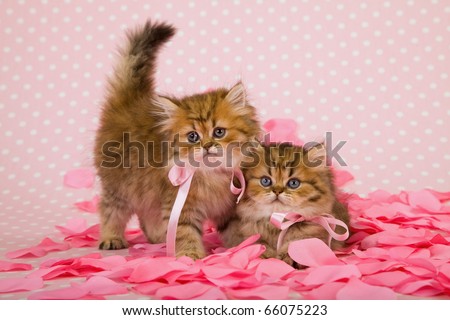 Valentine kittens with pink rose petals