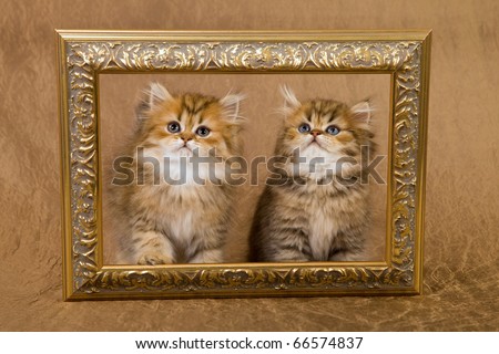 Golden Chinchilla Persian kittens with gold picture frame