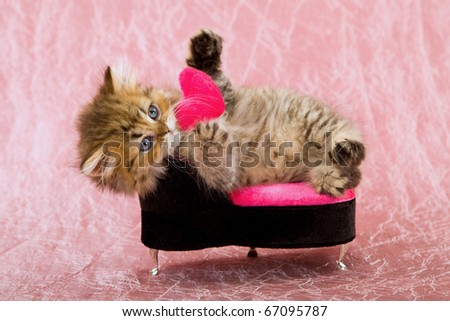 Valentine kitten on pink chair with small pink heart