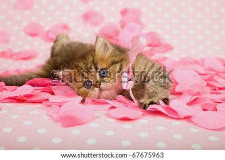 Valentine Mother Day kitten with pink rose petals
