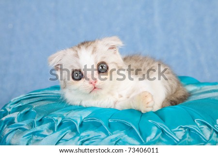 Scottish Fold kitten on satin blue pillow
