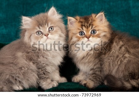 Golden Chinchilla Persian kittens on green sofa