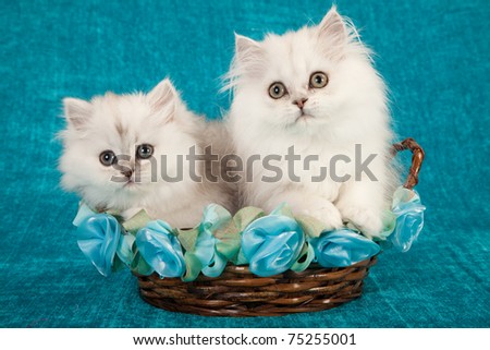 Silver Chinchilla kittens in blue green teal basket
