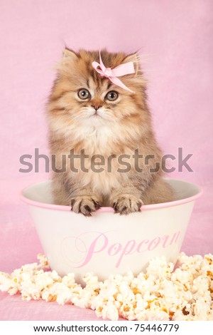 Golden Chinchilla Persian kitten sitting inside popcorn bowl on pink background