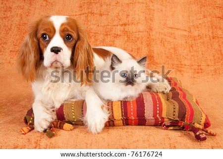 Cavalier puppy and Ragdoll kitten