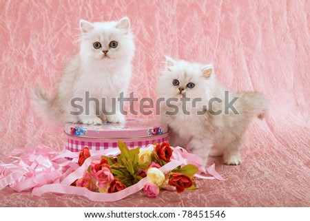 Silver Chinchilla kittens with pink ribbons and roses on pink background