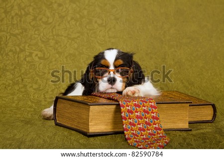 Cavalier puppy with glasses, tie and books