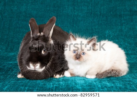 Ragdoll kitten with Silver Fox rabbit bunny on teal background