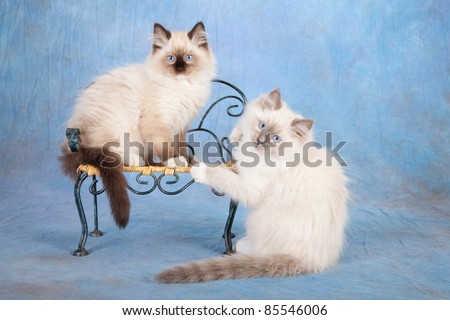 free photos ragdoll cat avopix com