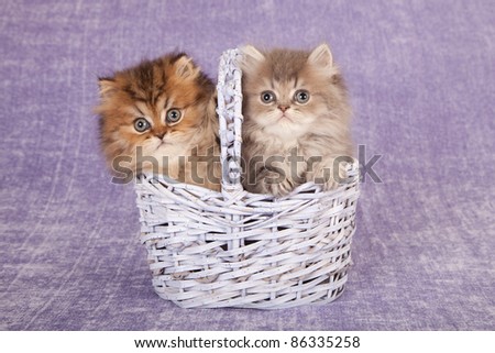 Chinchilla kittens in lavender basket on purple background