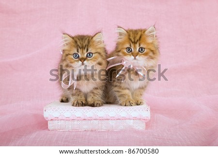 Golden Chinchilla kittens on pink gift box