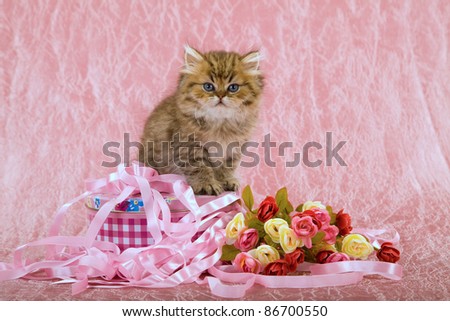 Golden Chinchilla kitten with flowers, ribbons and container on pink background
