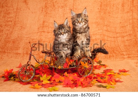 Maine Coon kittens sitting inside delivery bicycle with fall leaves