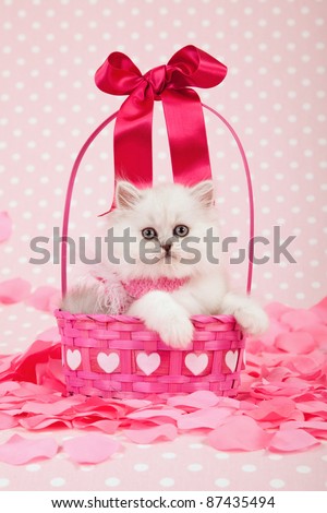 Silver Chinchilla kitten inside Valentine pink basket with flower petals