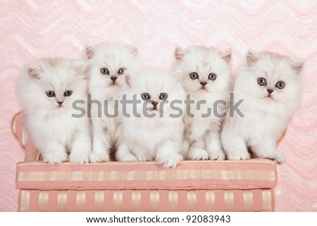 Silver chinchilla persian kittens on pink couch sofa on pink background