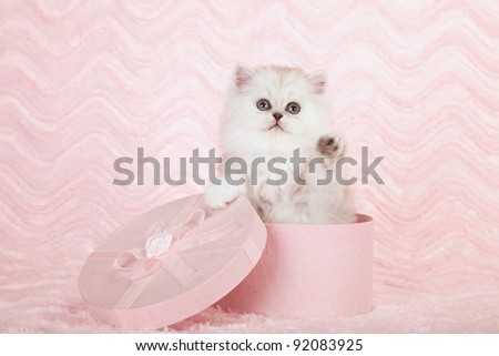 Silver and golden chinchilla persian kittens on pink background