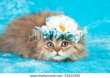 Cute cat kitten with white blue daisie hat