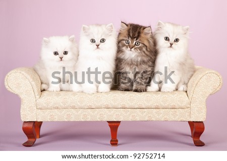 Silver and Golden Chinchilla Persian kittens on cream sofa on lavender background