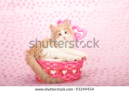 Valentine Norwegian Forest Cat kitten in pink basket on pink heart background