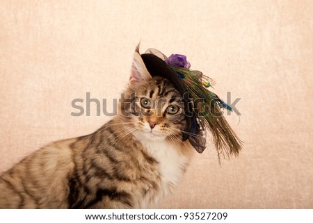 Cute cat with feathery hat on beige background