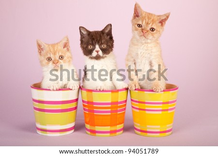 Selkirk Rex kittens sitting inside colorful pots containers on pink background