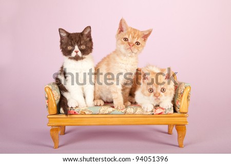 Selkirk Rex kittens sitting on miniature bench on pink background