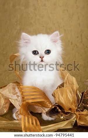 Cute Silver Chinchilla Persian kitten sitting inside large cup with white daisies on blue background
