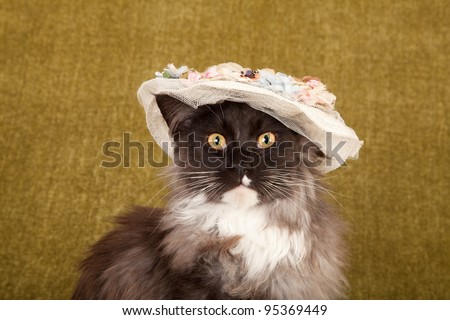 Cute cat with white feathery hat on green background