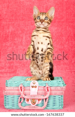 Bengal kitten sitting upright on pink and blue toy wicker basket against cerise pink background