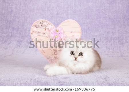 Chinchilla kitten with large pink ornamental Valentine heart against light purple lilac background
