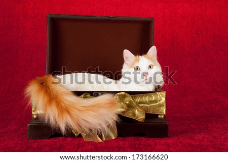 Turkish Van cat lying down in wooden box with green box against burgundy red background